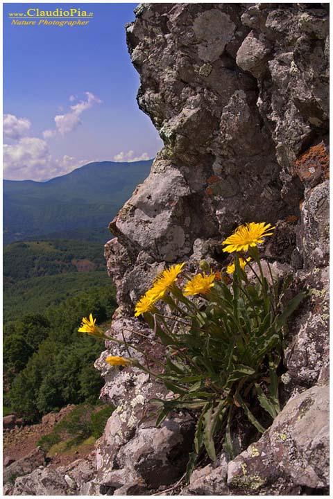leontodon anomalus, fiori di montagna, fiori della Liguria, alpi Liguri, appennino ligure, Val d'Aveto